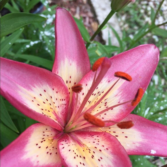 Meet your Posher, Waynell - Picture 7 of 8